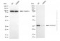 KD-Validated Anti-CHCHD3 Mouse Monoclonal Antibody